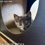 Sonia Bruen Profile Picture