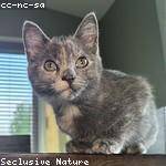 Ressie Klocko Profile Picture