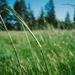 Kasey Pacocha Profile Picture