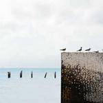 Hal Fay Profile Picture