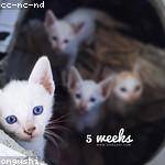 Alfonso Bernier Profile Picture