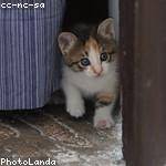 Marquise Hermiston Profile Picture