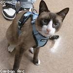 Enrico Will Profile Picture