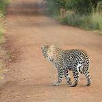 Vincent Schimmel Profile Picture