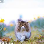 Laury Wuckert Profile Picture