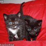 Estelle Collins Profile Picture