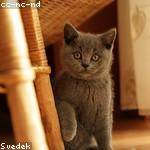 Lizzie Collier Profile Picture