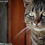 Cassidy Abshire Profile Picture