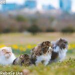 Casey Mraz Profile Picture