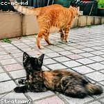 Odessa Kautzer Profile Picture