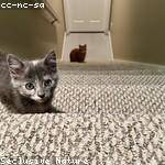 Khalil Kling Profile Picture