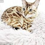 Joanne Daugherty Profile Picture