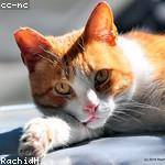 Amina Kuhn Profile Picture