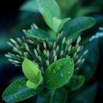 Enoch Ferry Profile Picture