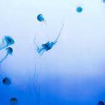 Rhea Abbott Profile Picture