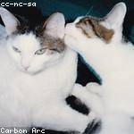 Andre Gutkowski Profile Picture