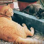 Josue Fadel Profile Picture