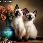 Darius Romaguera Profile Picture