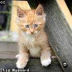 Marco Zulauf Profile Picture