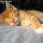 Demetris Altenwerth Profile Picture