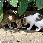 Hope Witting Profile Picture