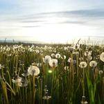 Twila Torphy Profile Picture