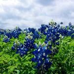 Marguerite Hermiston Profile Picture