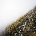 Avery Homenick Profile Picture