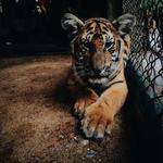 Onie Lindgren Profile Picture