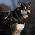 Bonnie Volkman Profile Picture