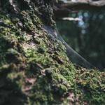 Theodore Kuvalis Profile Picture