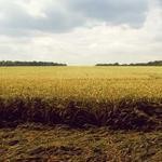 Rachelle Weimann Profile Picture