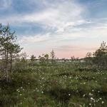 Elza Tillman Profile Picture