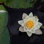 Sid Adams Profile Picture