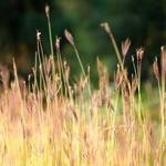 Lamar Stracke Profile Picture