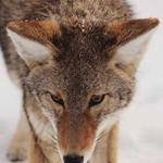 Laurel Bergstrom Profile Picture