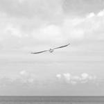 Lisandro Jast Profile Picture