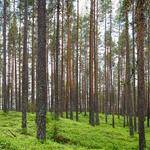 Reilly Sauer Profile Picture