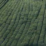 Marisol Cartwright Profile Picture