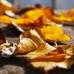 Cielo Daniel Profile Picture