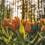 Gustave Strosin Profile Picture