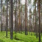 Everette Rohan Profile Picture