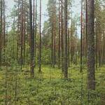 Boyd Schneider Profile Picture