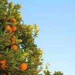 Eve Ebert Profile Picture