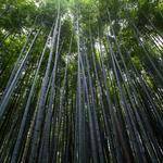 Theodora Leffler Profile Picture