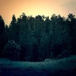 Junior Gorczany Profile Picture