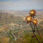 Althea Kutch Profile Picture