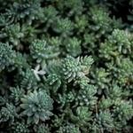 Fausto Streich Profile Picture