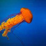 Tristian Ankunding Profile Picture